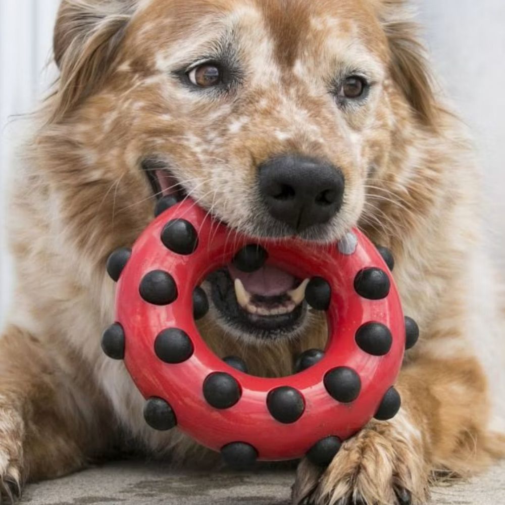 Kong Juguete Para Perros Dotz Con Sonido