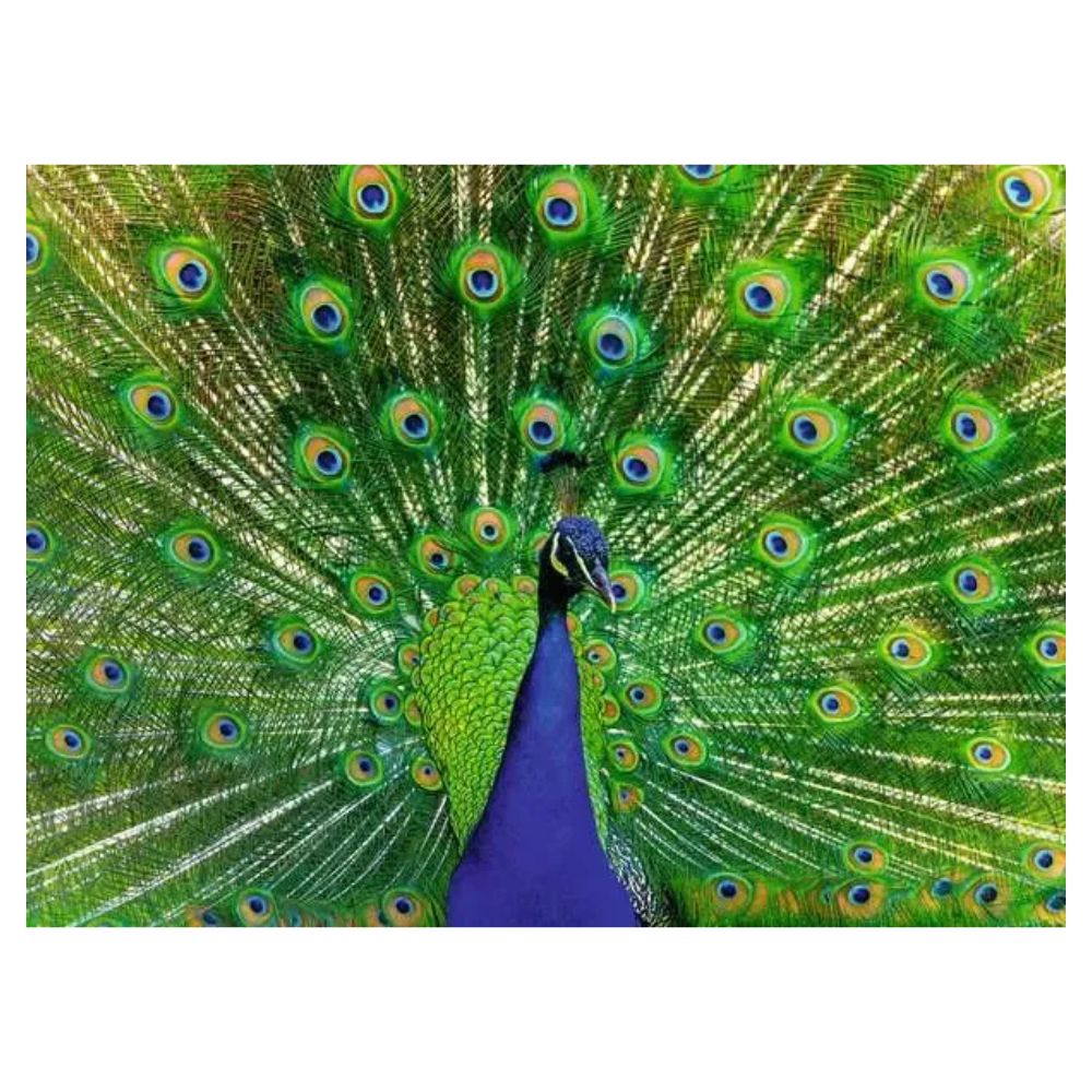 Ravensburger Rompecabezas Peacock 500 Pzas